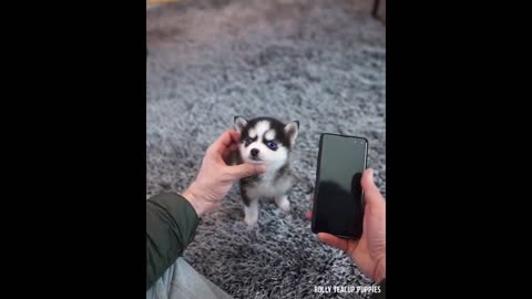 🤗Cute Husky puppy