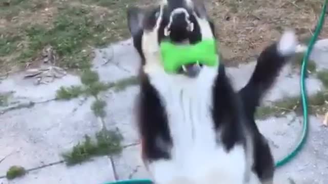perform acrobatics