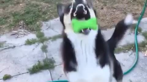 perform acrobatics