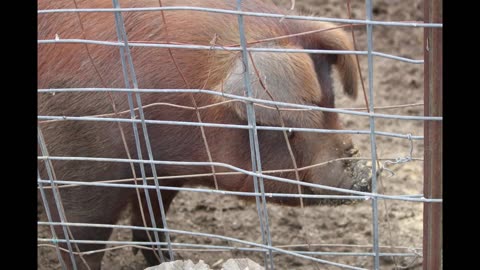 Pig Harvest 2
