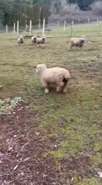 Morning in the village 🏡