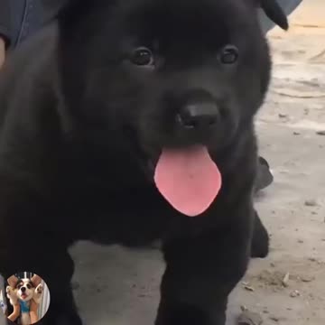 very cute black puppy awesome look