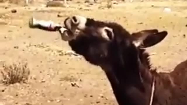 funny Donkey 2