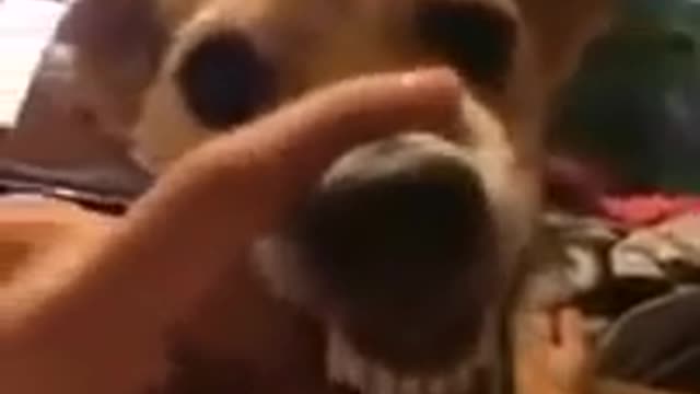 Dog viedo new funny video