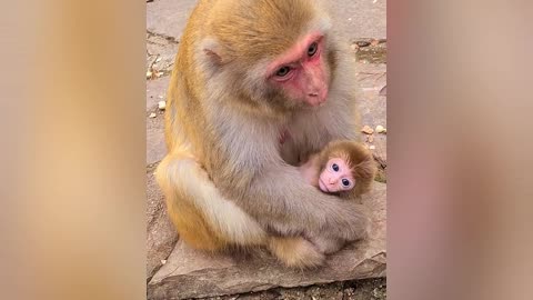 Baby monkey with his mother living happily 🌹🙈