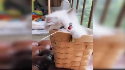 Best funny cats video