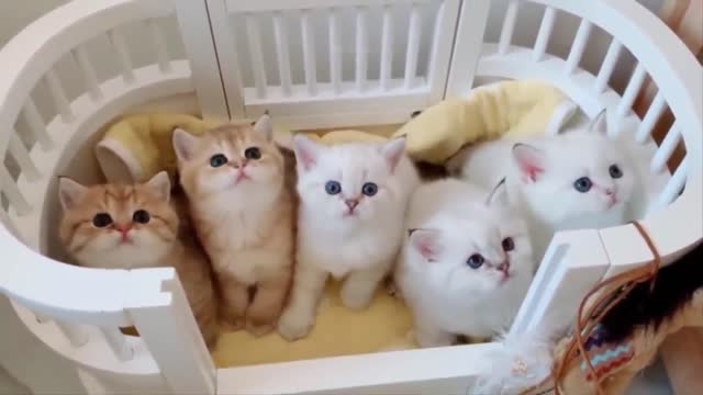 Fun Pet Care Game - Little Kitten Adventures (New Update) - Play Costume Dress-Up Party Gamepaly