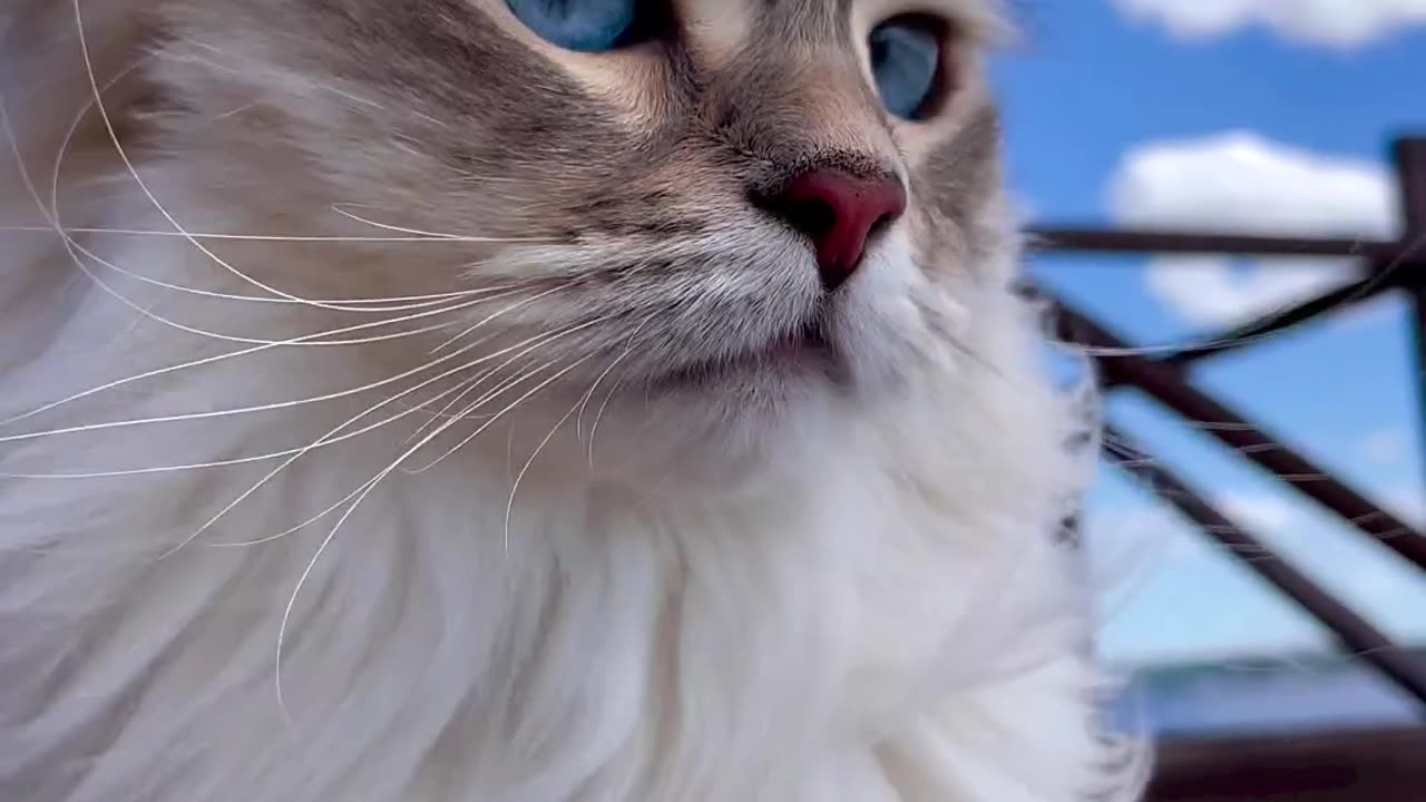 Smart cat looking amazing