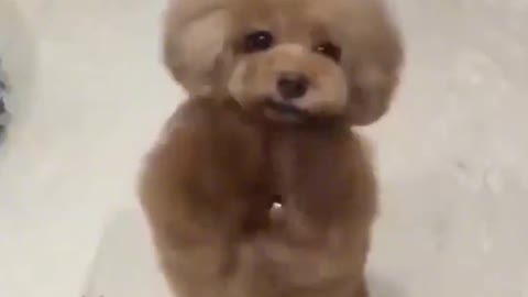 Stupid cute little dog