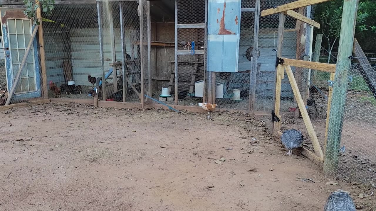 Moving some of the chickens and trying to film better