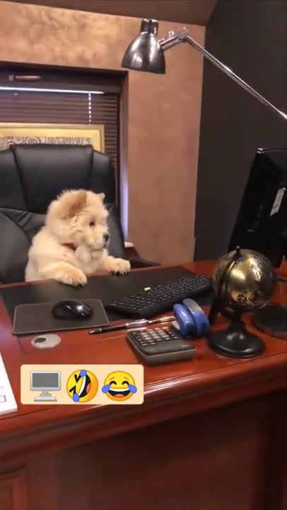 🤣😂🖥️🙉🤣