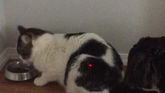 A confused dog, an annoyed cat and a laser pointer.