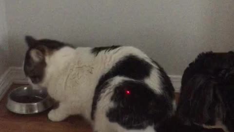 A confused dog, an annoyed cat and a laser pointer.