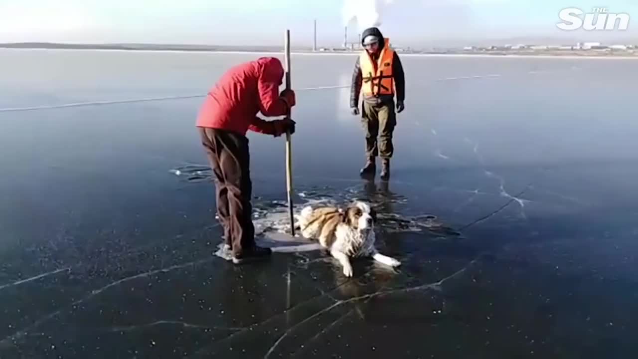 Cute dog rescued from huge frozen lake in Russia