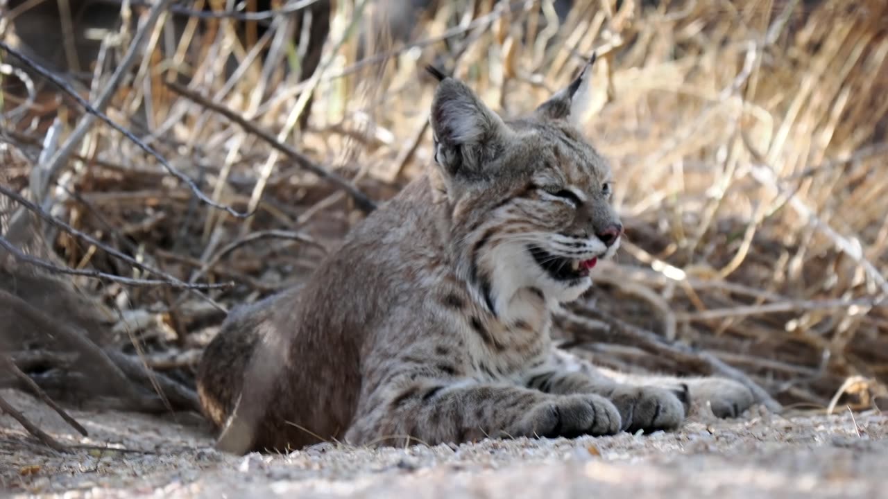 Bobcat Sighting in Phoenix, Arizona