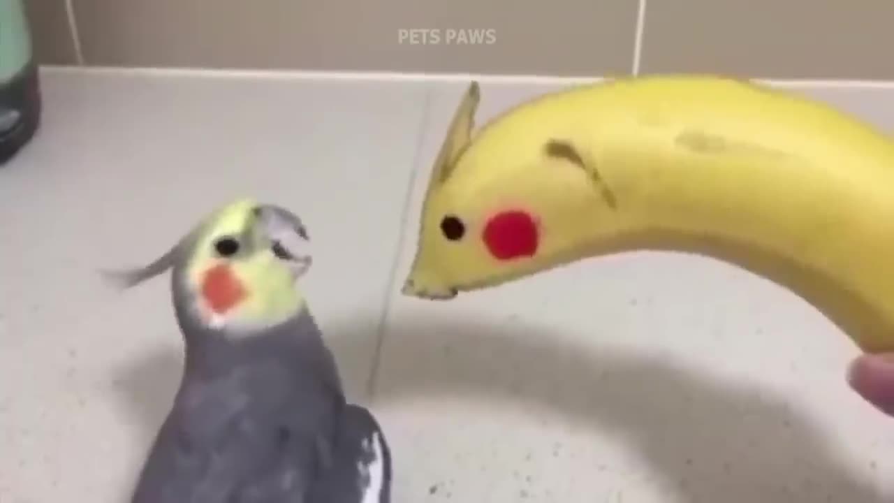 Funny parrot funny playing