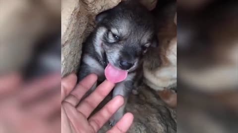 This dog with her tong is so adorable! 🐶😍