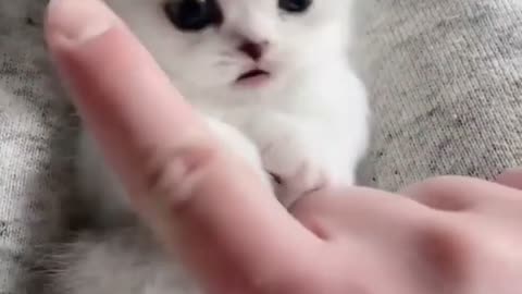 Cute kitten videos - Pets Lover