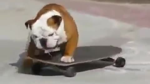 dog sliding in road