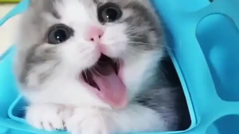 Cat funny video,