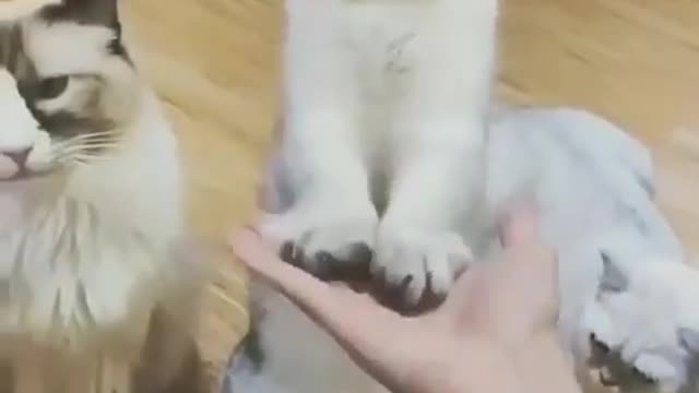 Cat's give ✋️ Handshake (Katzenhandschlag) FUNNY CAT