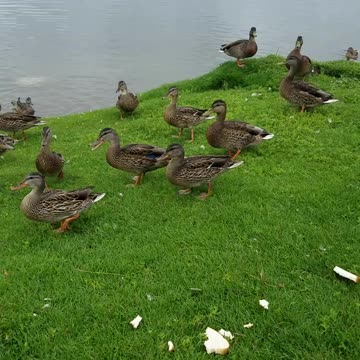 Ducks at Carter Park