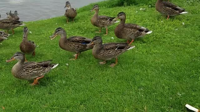 Ducks at Carter Park