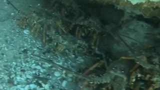 Diver Swims Through Colony of Crayfish