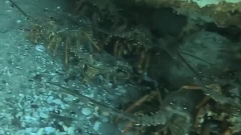 Diver Swims Through Colony of Crayfish