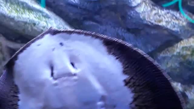 The aquarium smiles while swimming stingrays.