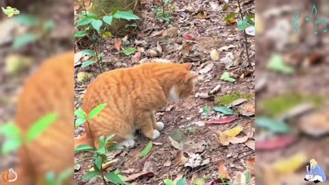 I finally understand why the kitten eats grass