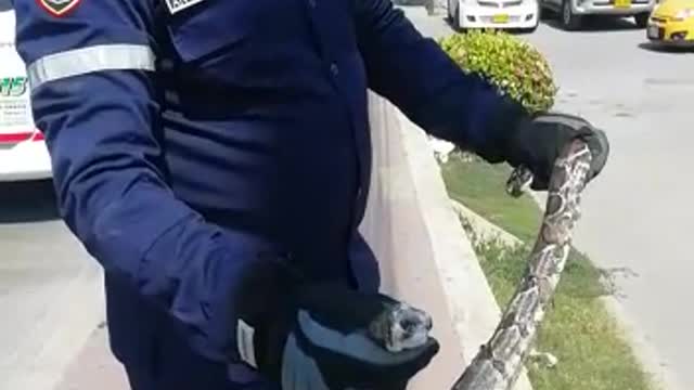 Rescatan boa en Cartagena