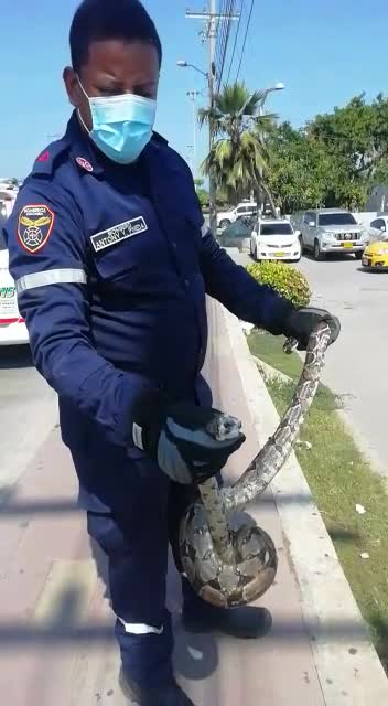 Rescatan boa en Cartagena