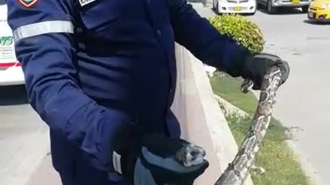 Rescatan boa en Cartagena
