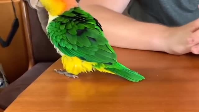 A parrot beautifies weights🤣🤣 watch this cute parrots