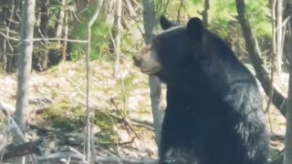 Very upset bear