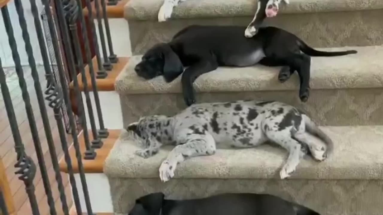 Dogs team Sleeping