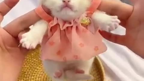 Cute funny animals