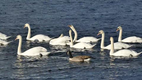 Swans