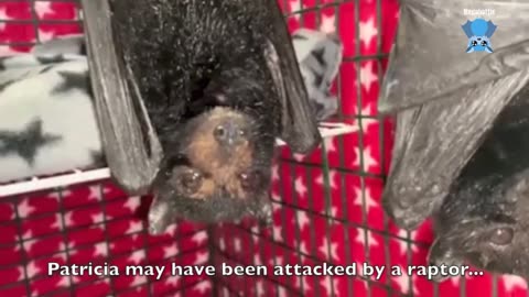 Rescued flying-fox goes into the release aviary this is Innisdale