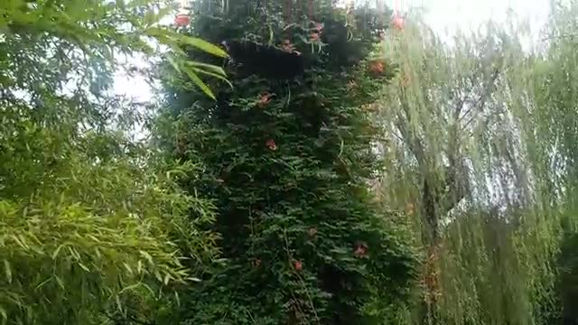 Giant tree, overgrown with vines