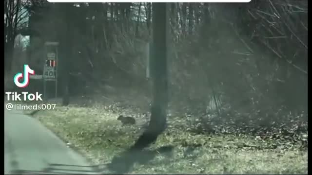 mom bear helping cub cross the street