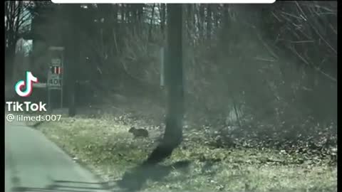 mom bear helping cub cross the street