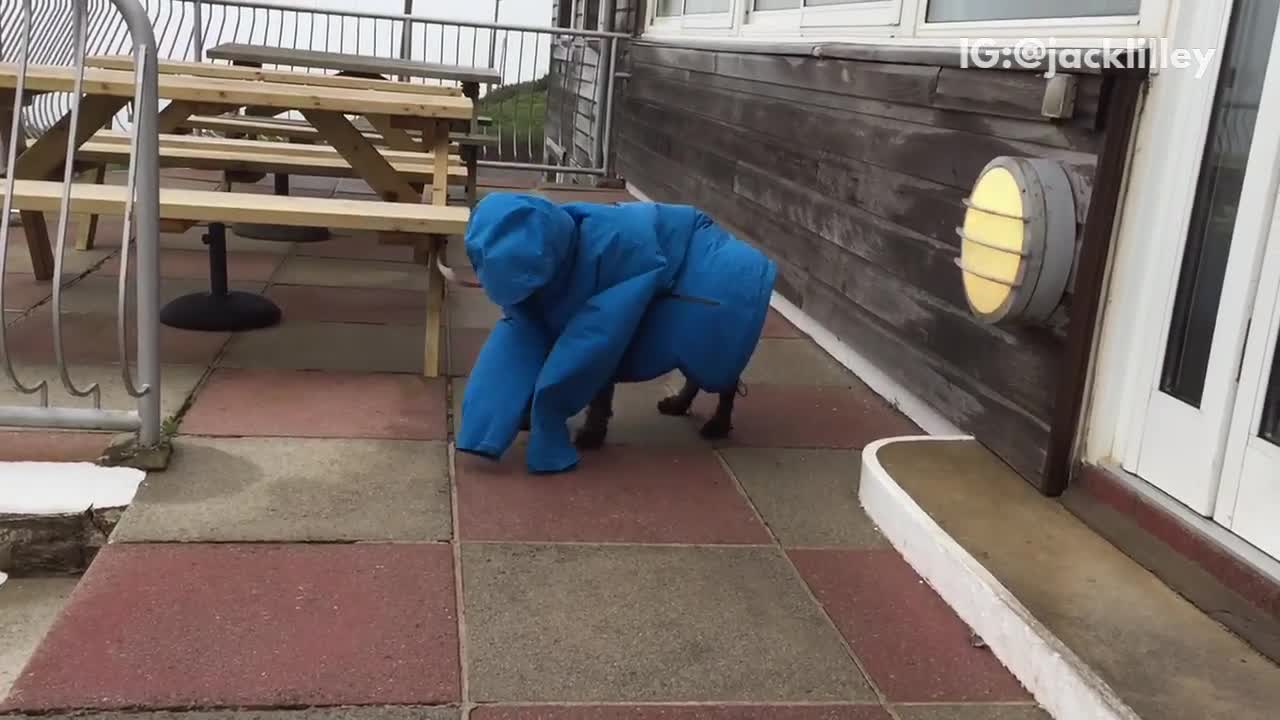 Black dog in blue rain jacket outside in the winds