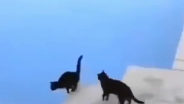 Baby Cats - Cute and Funny Cat Videos Compilation