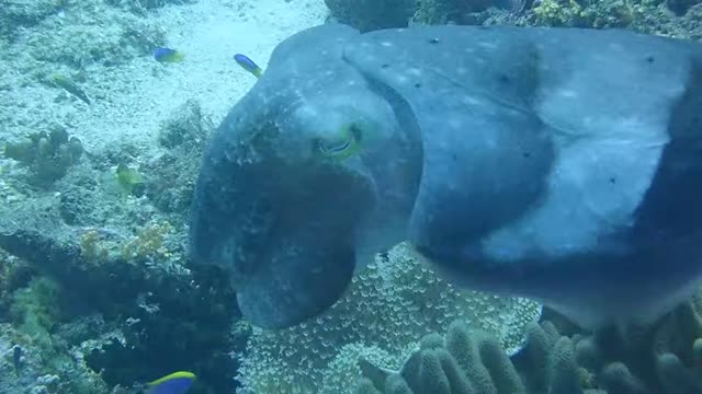 Cuttlefish in Raja Ampat West Papua Province