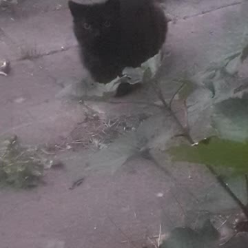 Black Neighbour's Cats Eyes Scary/Glowing