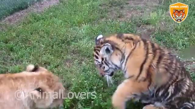 Lion vs tiger real fight short animals video