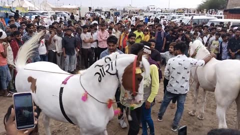 HORSE LOVER ⭐😍