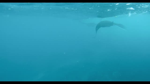 Stingray Fish Flying in the blue water part 3